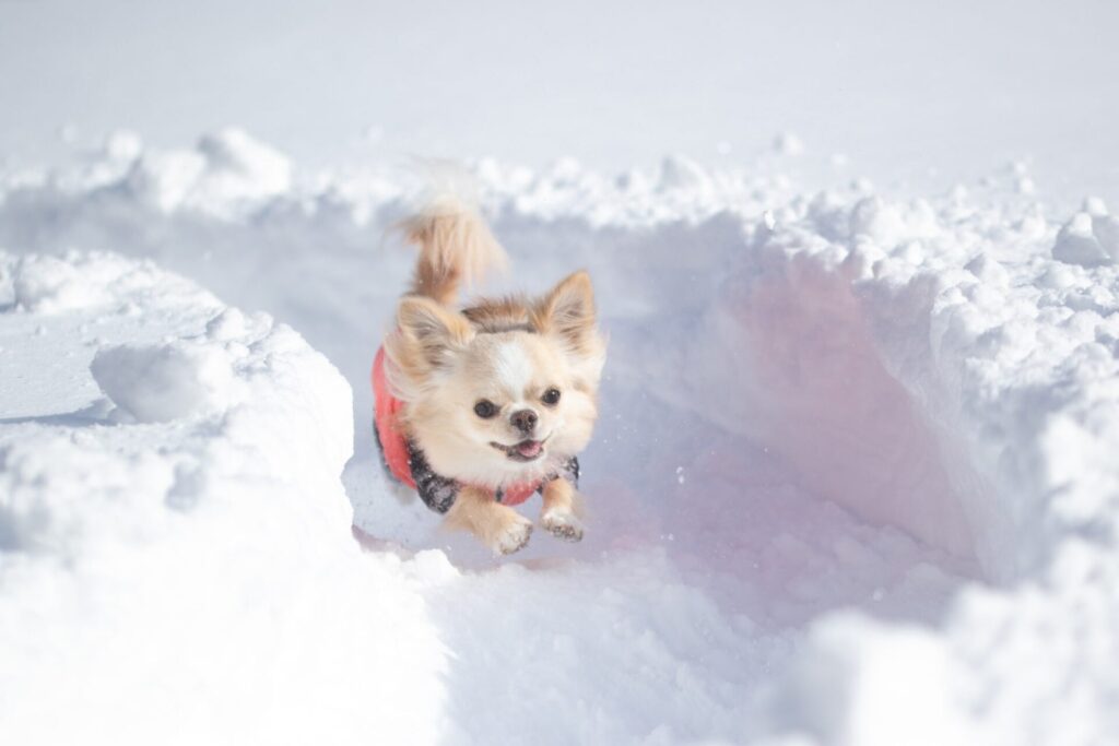 雪の中をかけるチワワ