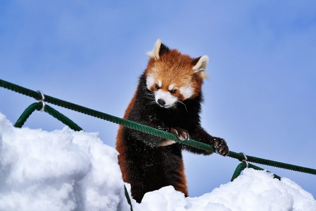 旭山動物園のレッサーパンダ