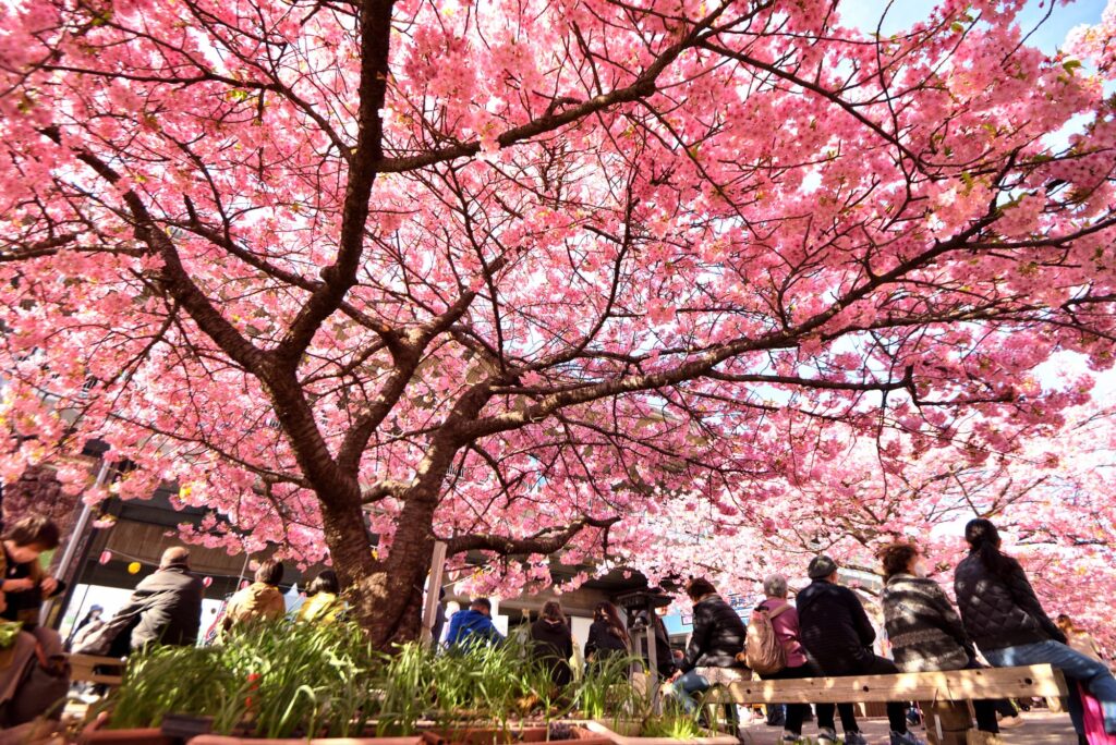 三浦海岸周辺の桜名所