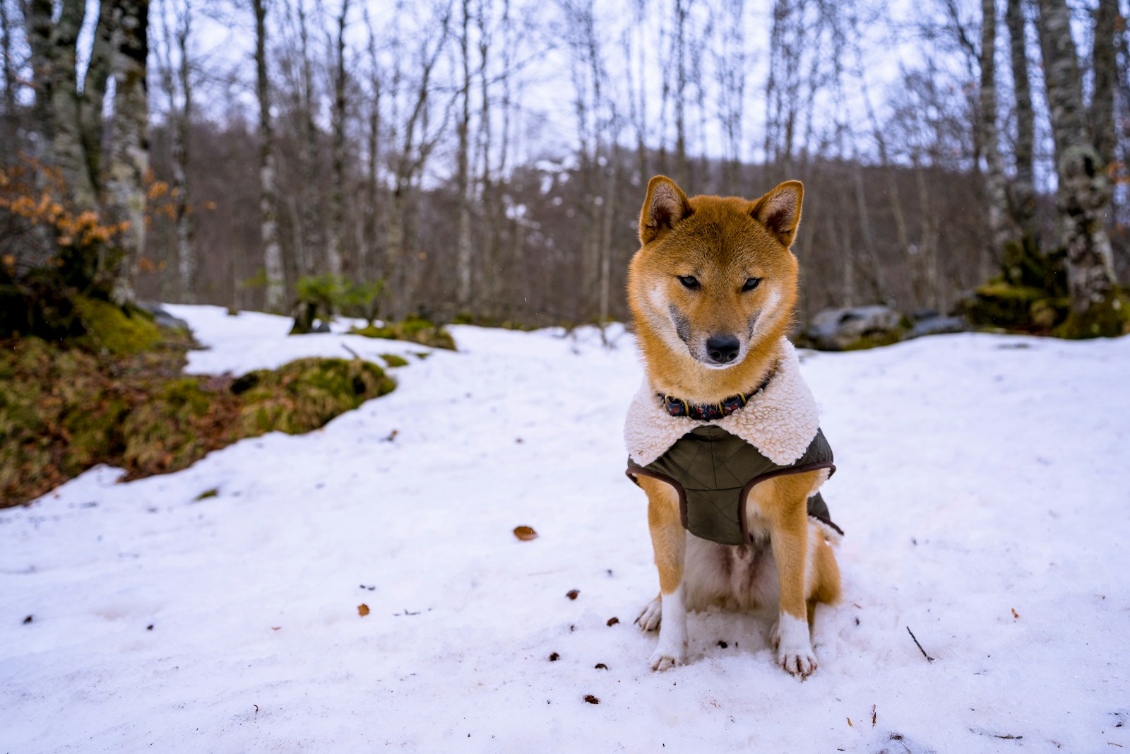 brown and white dog on snow covered ground during daytime