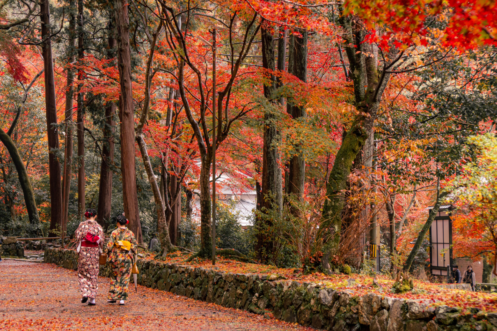 直販割引紅葉「い・ろ・は」 大切な想い出。秋 芸術写真