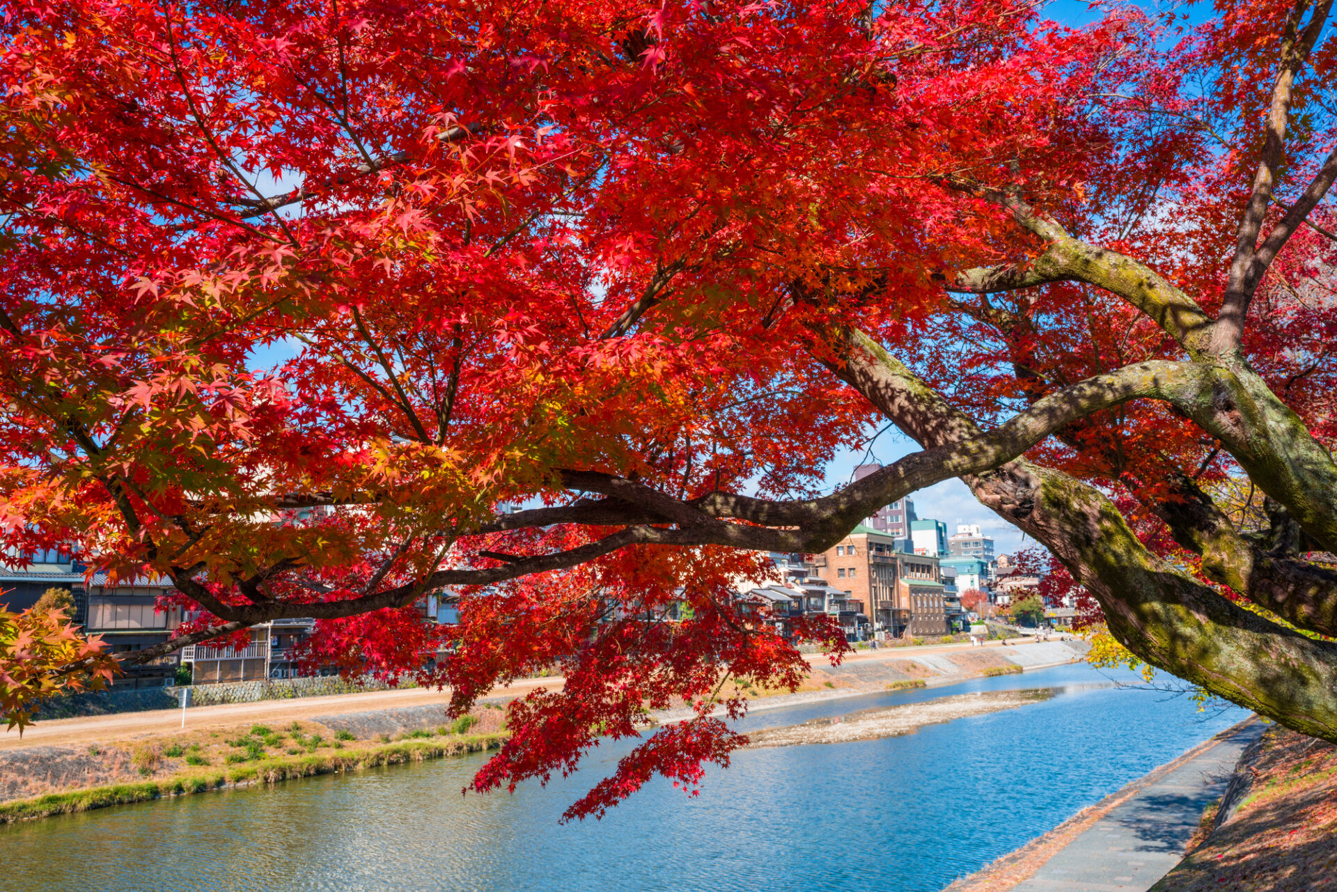 秋の鴨川と紅葉