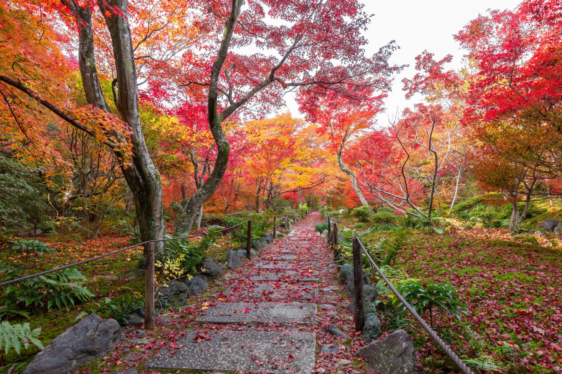 京都の美しい紅葉