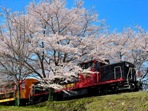 観光バスで定番の桜名所巡り