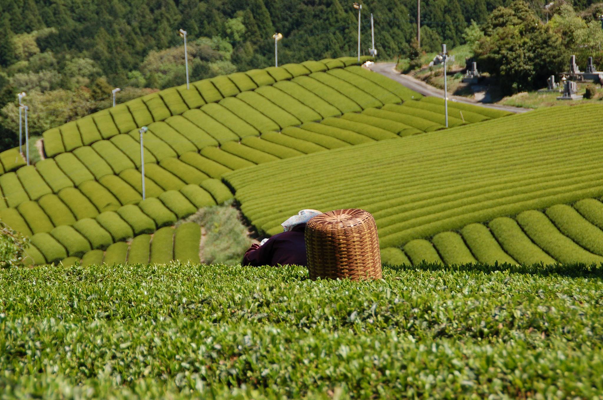 静岡 体験型古民家宿 旅ノ舎 茶畑