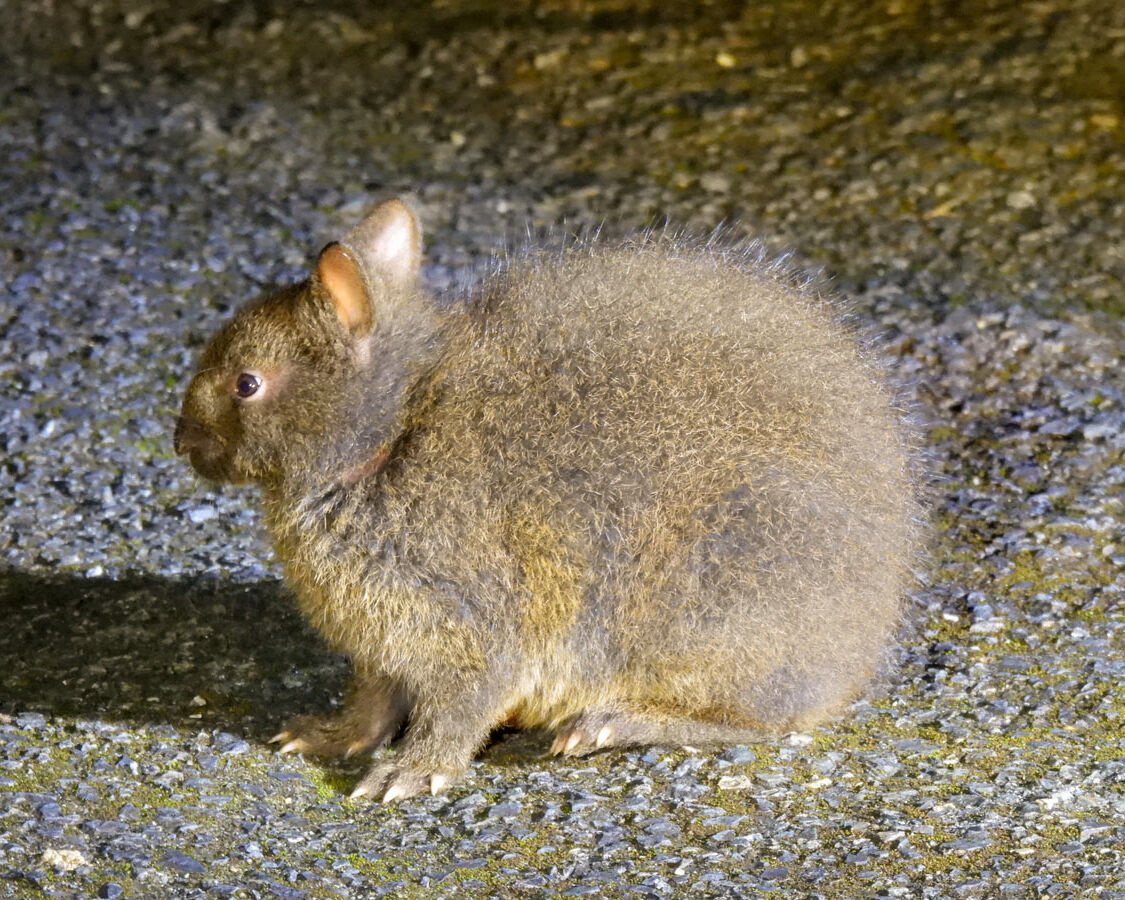 徳之島 アマミノクロウサギ