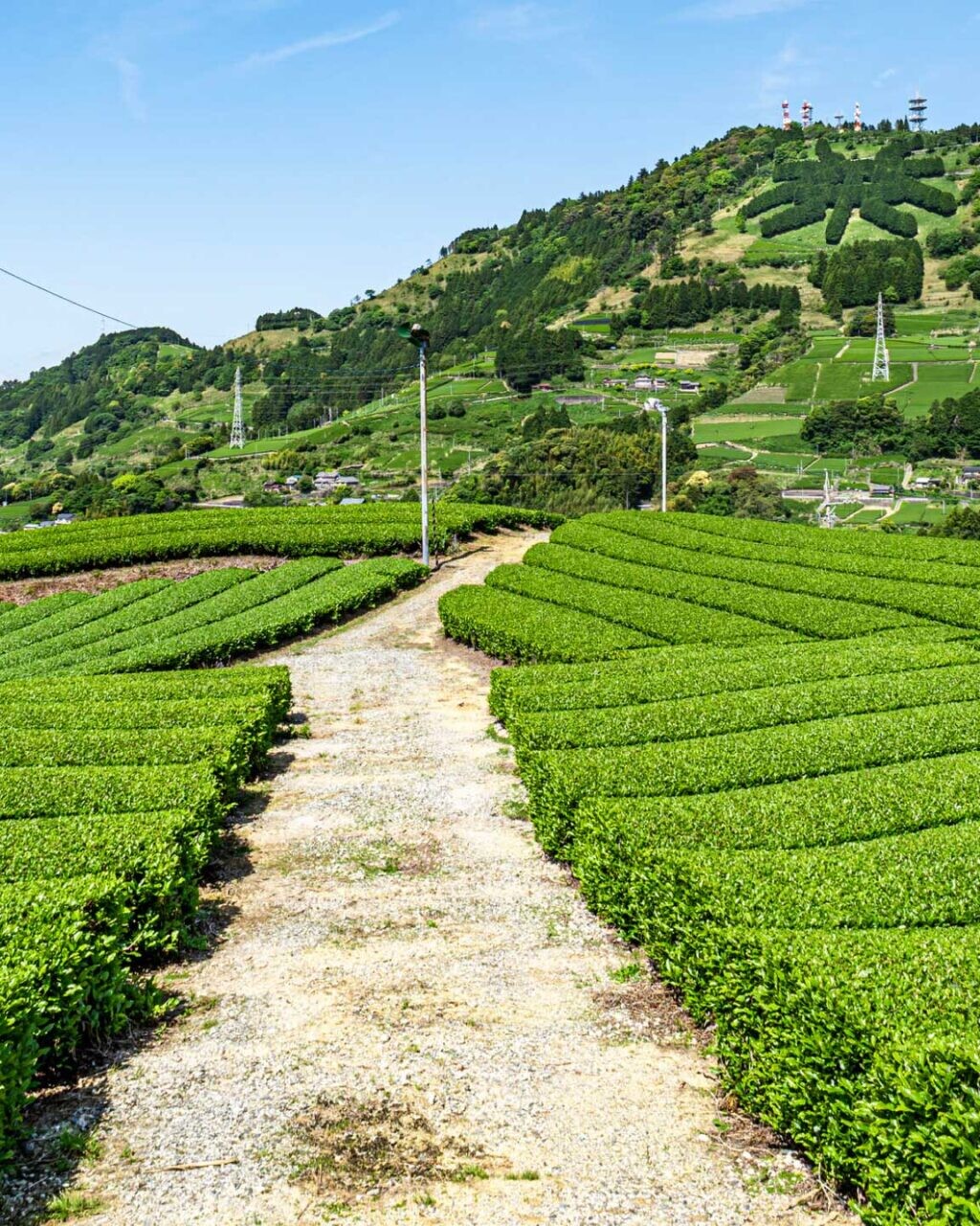 静岡県掛川の茶畑