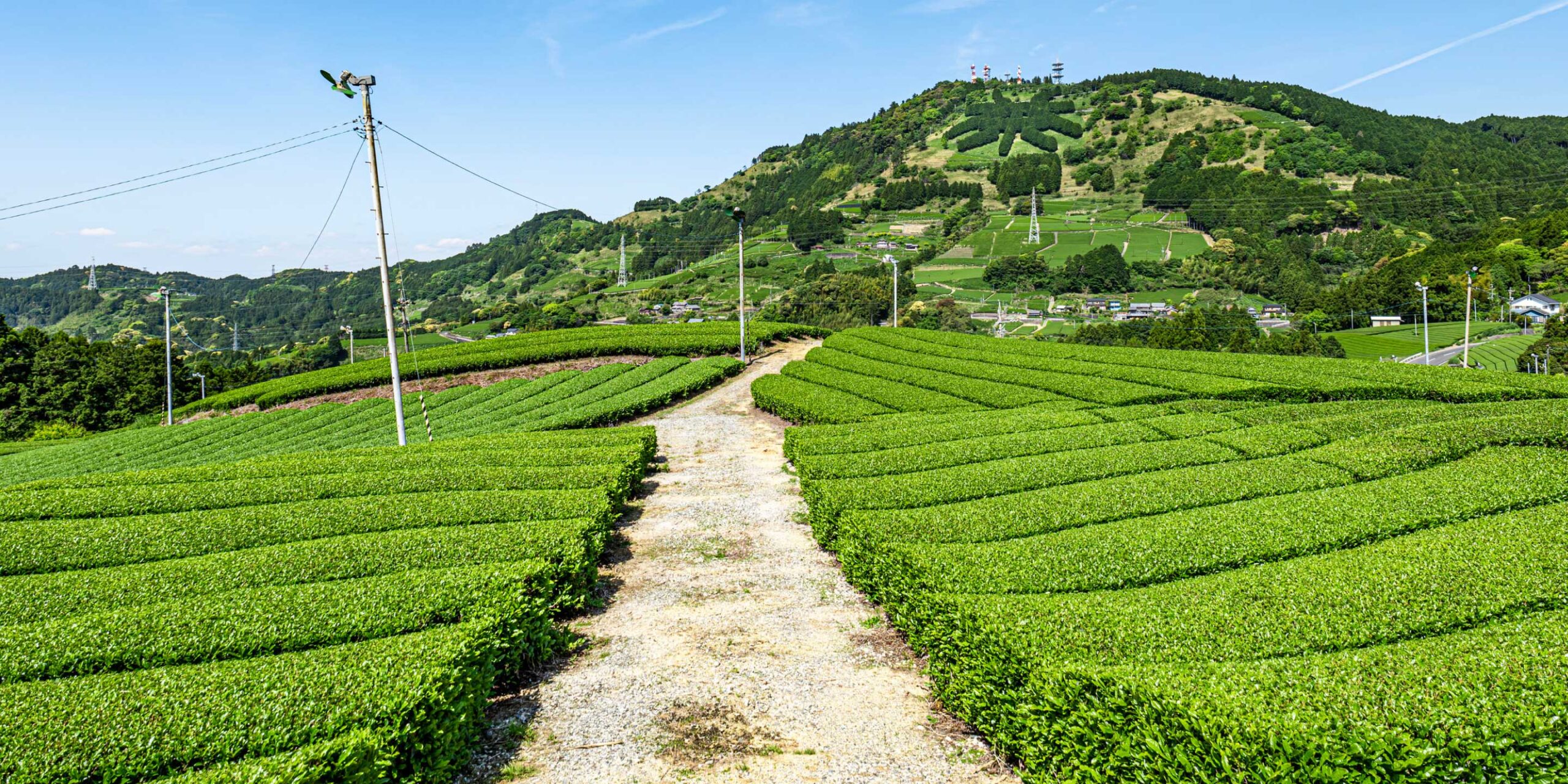 静岡県掛川の茶畑