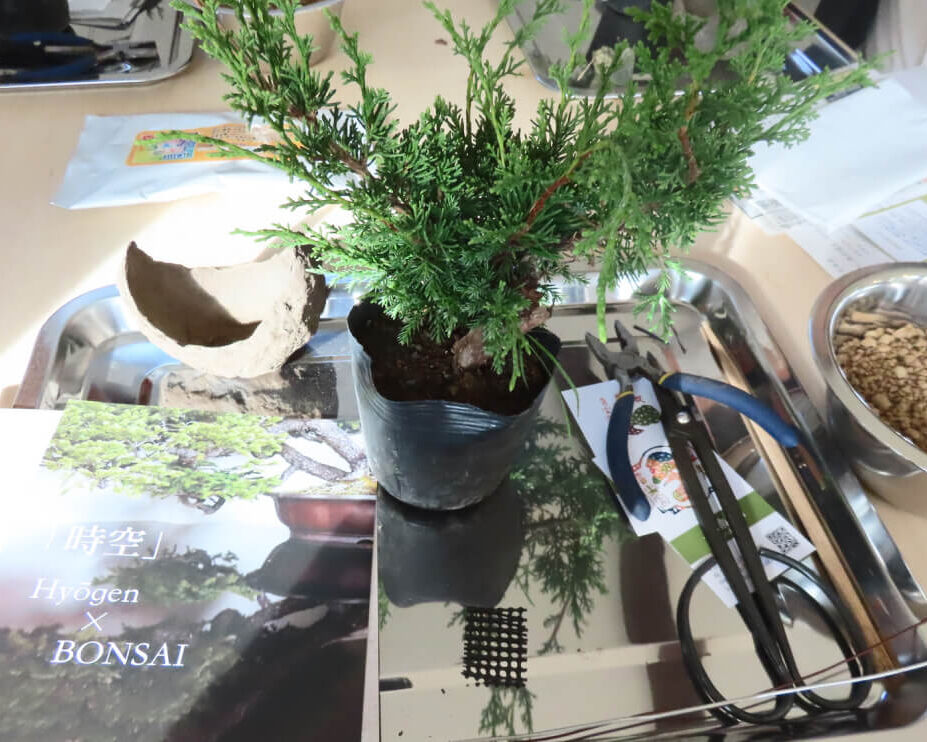 はちす葉BONSAI《喜楽園》