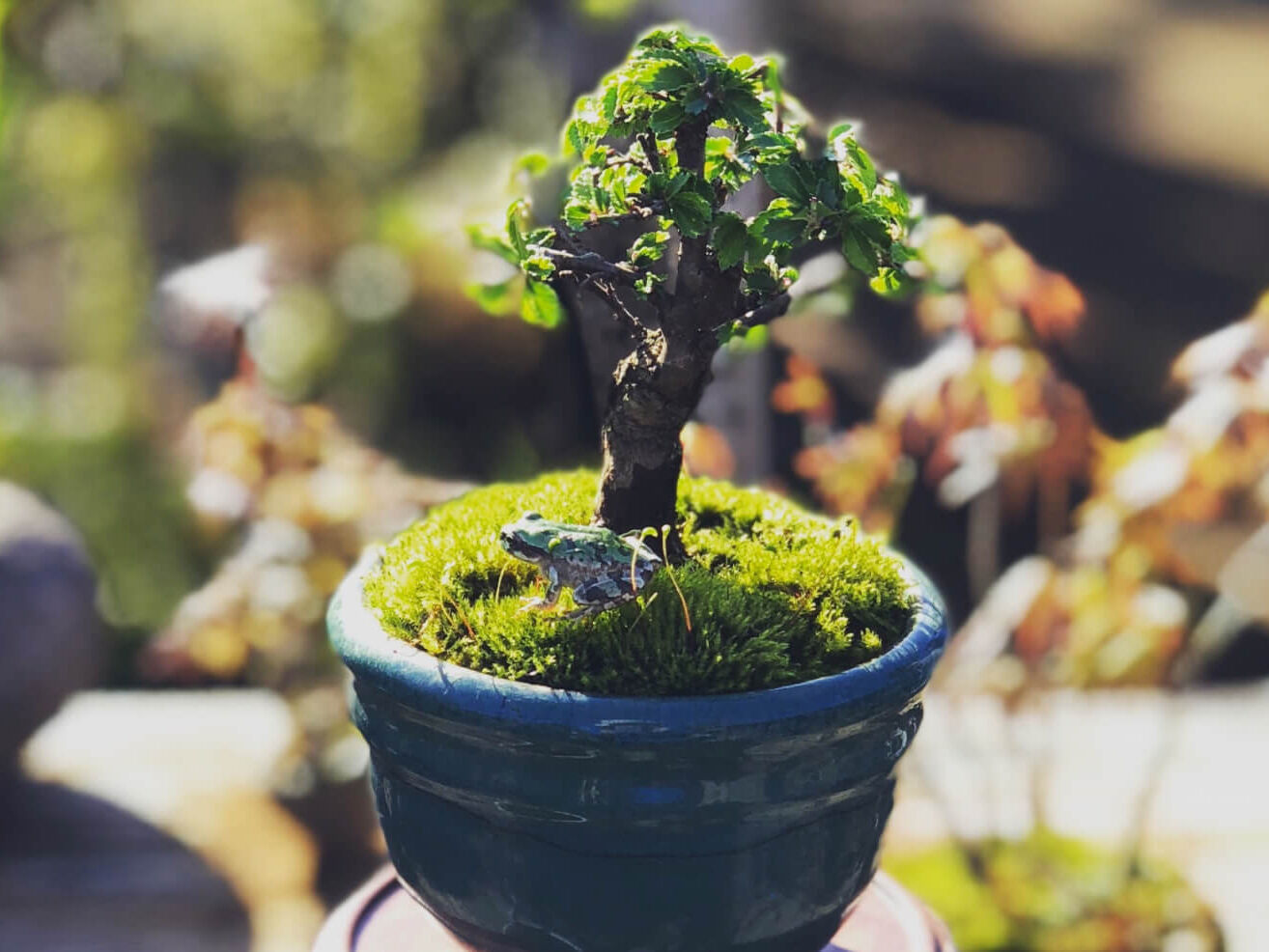 はちす葉BONSAI《喜楽園》